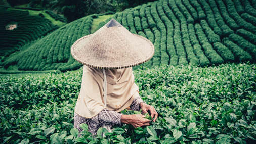 Indonesische Teepflückerin mit Strohhut in einem Teefeld