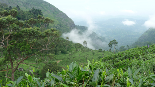 Teegarten in den Bergen von Sri Lanka