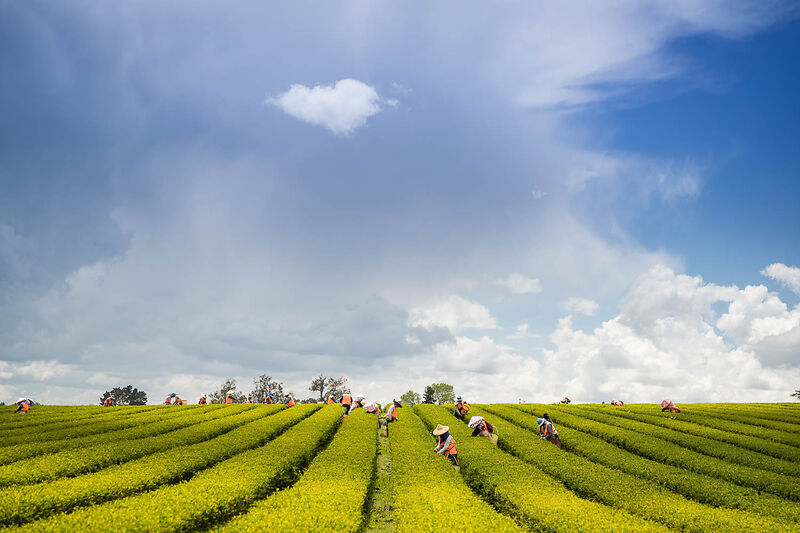 tee-plantage, tee felder, angelegter reihen, feldarbeiter, heller himmel