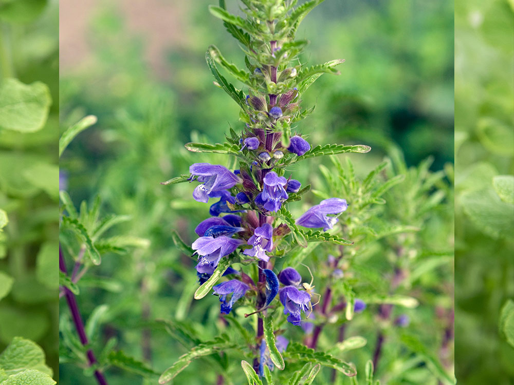 Blühender Heilziest mit violett-lila Blütenrispe
