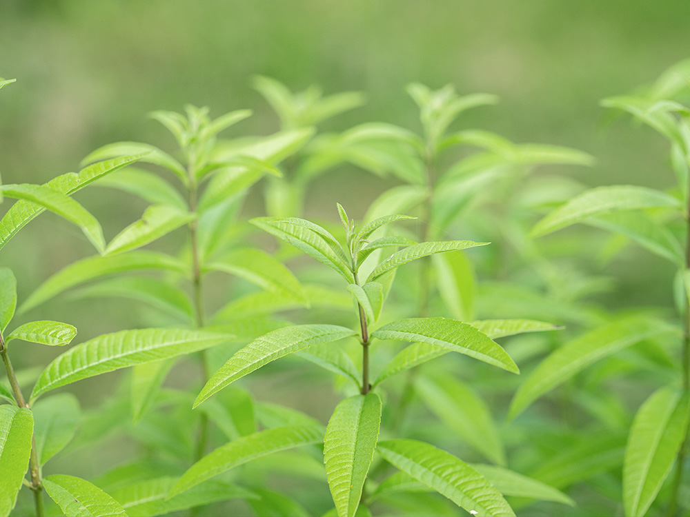 Frische Zitronenverbene Blätter im Detail