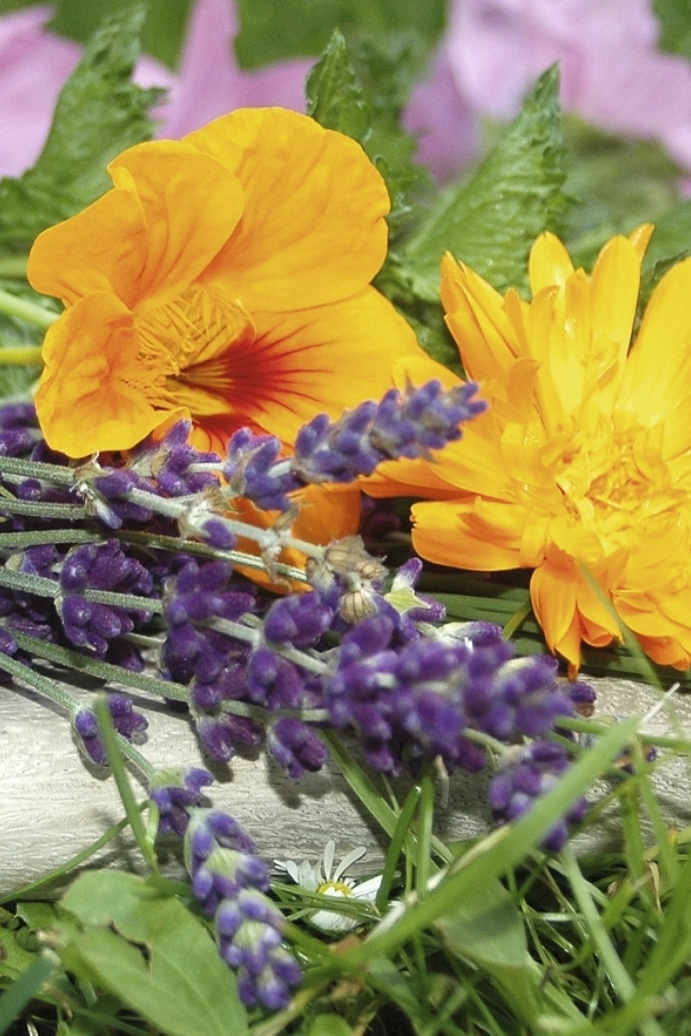 Nahaufnahme von bunten Frühlingsblumen und Lavendel