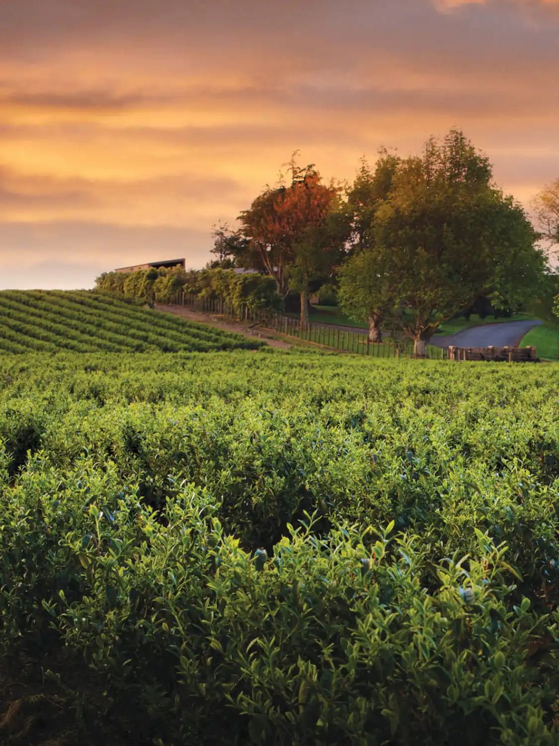 Weitläufige grüne Teeplantage mit Baumallee und Weg im Hintergrund bei warmem Sonnenuntergangshimmel