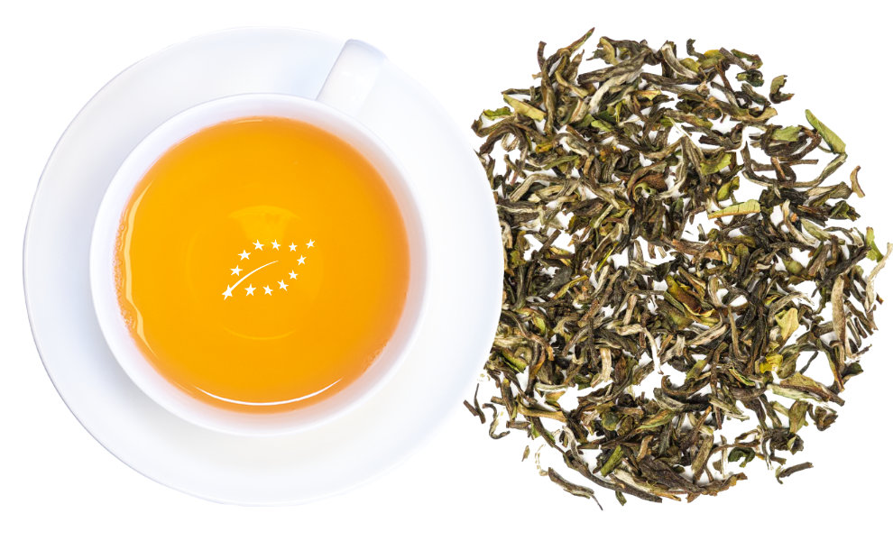 White cup with golden green tea on saucer, next to loose green tea leaves on white background