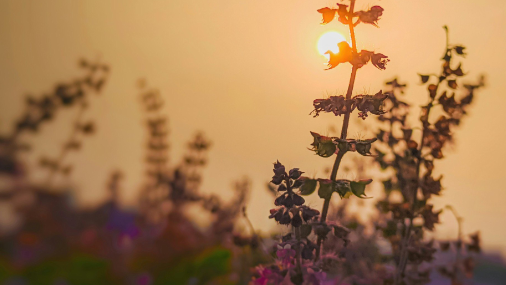 Tulsi Pflanze auf einer Wiese, im Hintergrund ein Sonnenuntergang