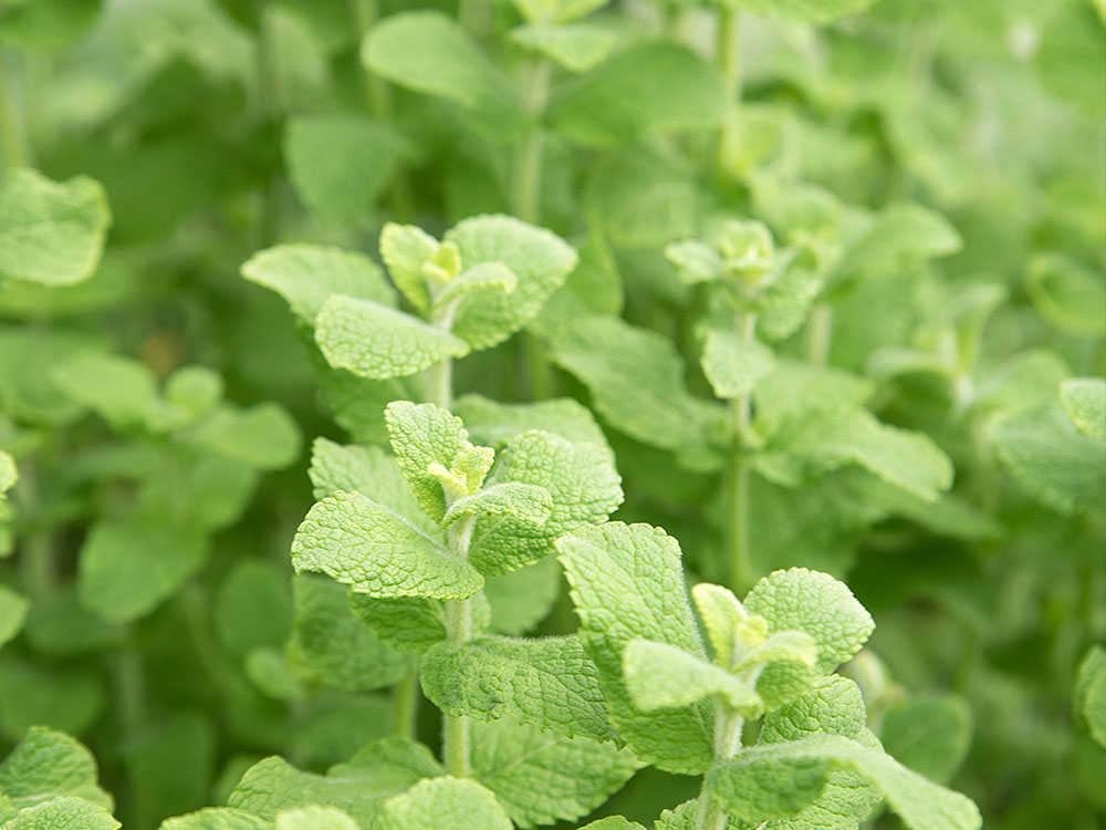 Nahaufnahme frischer grüner Minzblätter
