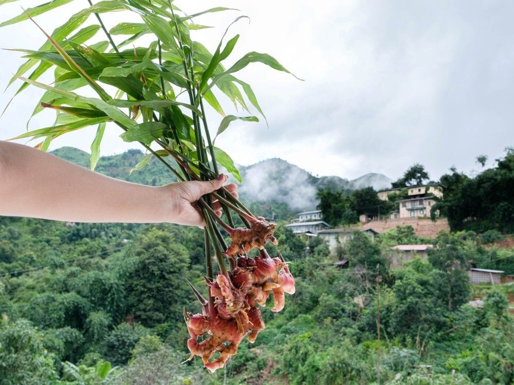 Hand holding freshly harvested mountain ginger in hills