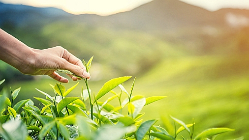 Japanese green tea