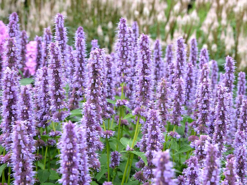 Nahaufnahme violetter Anis-Ysop-Blüten im Garten