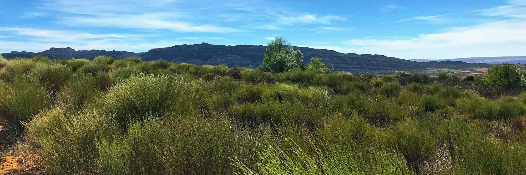 Grüne Büsche vor Bergen unter blauem Himmel
