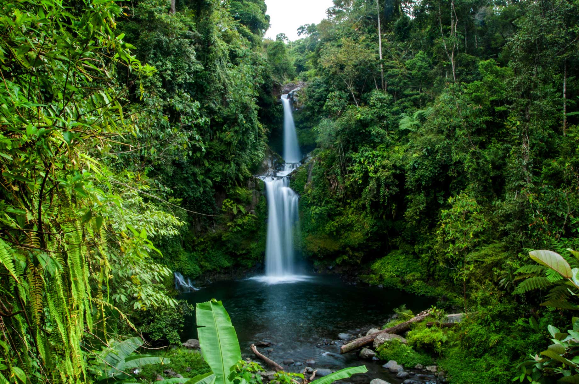 Rainforest Rescue Tea