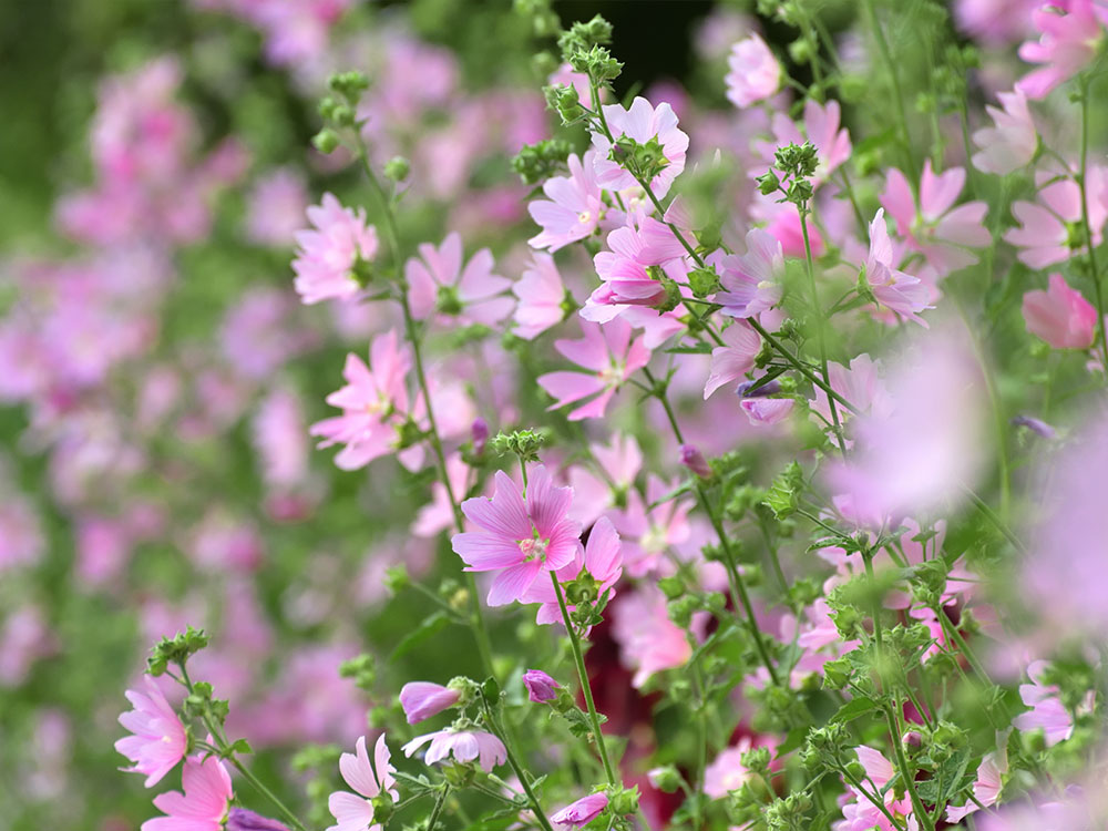 Nahaufnahme rosa Blüten im Gartenbeet
