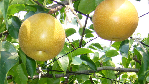 Nangilima Nangilima