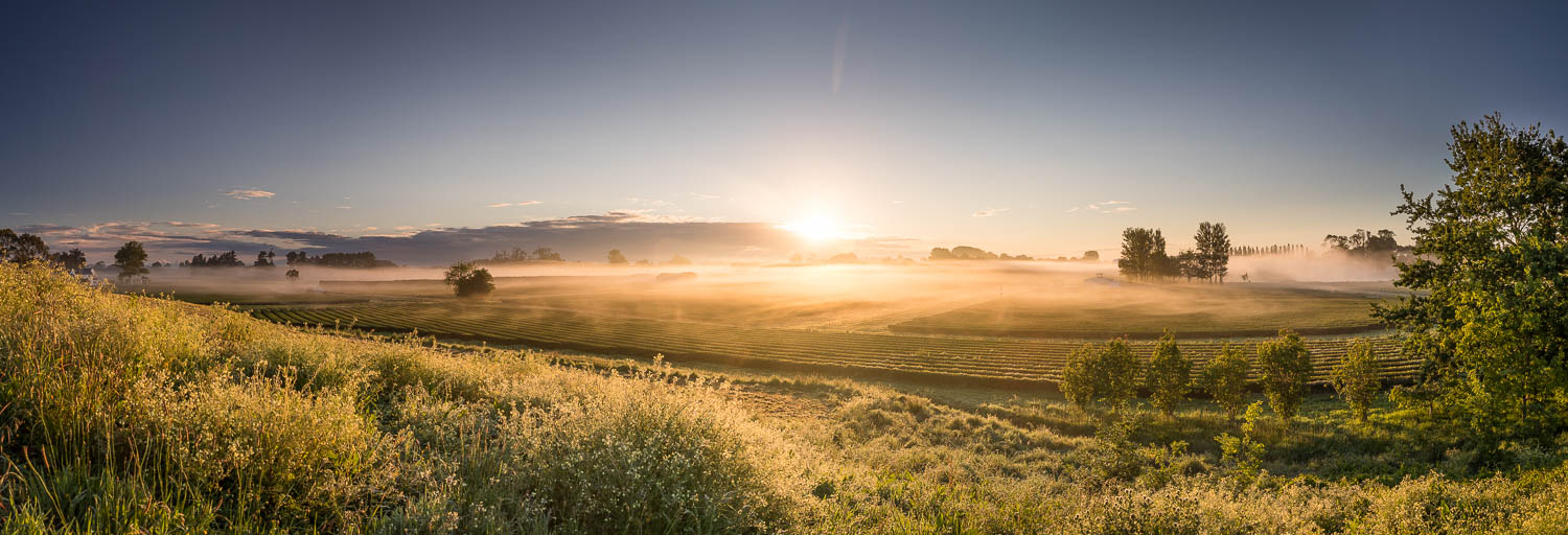 Landschaft, Sonnenaufgang, Morgennebel, Felder, Gräser